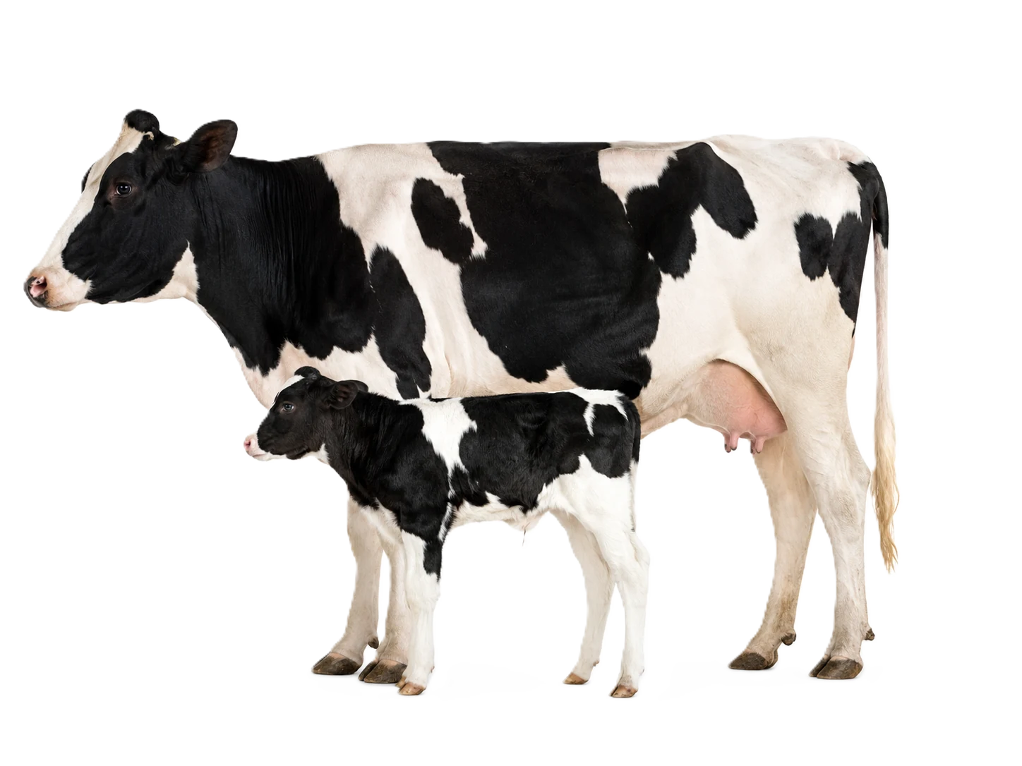 Ruminant yem katkısı çözümleri