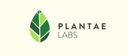 Plantea